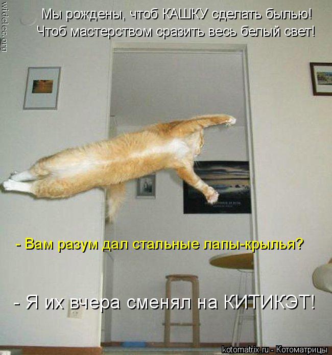 Котоматрица: Мы рождены, чтоб КАШКУ сделать былью! Чтоб мастерством сразить весь белый свет! - Вам разум дал стальные лапы-крылья? - Я их вчера сменял на КИ