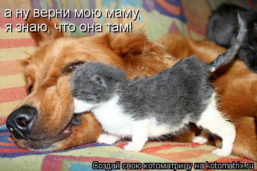 Котоматрица: а ну верни мою маму,  я знаю, что она там!