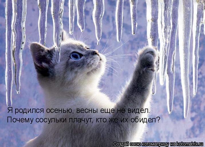 Я родился осенью, весны еще не видел. Почему сосульки плачут, кто же их обидел?... Котоматрица: Я родился осенью, весны еще не видел. Почему сосульки плачут, кто же их обидел?