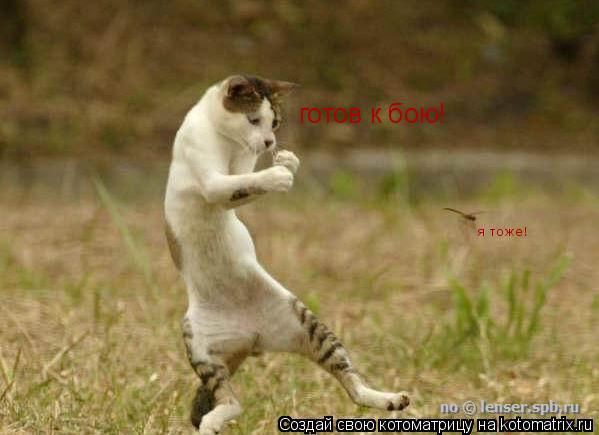 Котоматрица: готов к бою! я тоже!