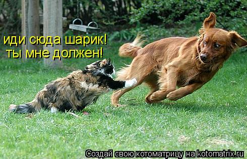 Котоматрица: иди сюда шарик! ты мне должен!