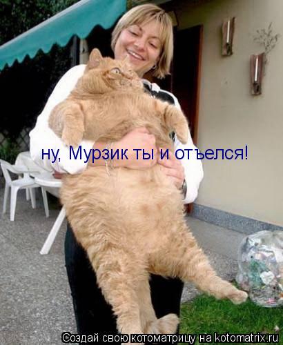 Котоматрица: ну, Мурзик ты и отъелся!