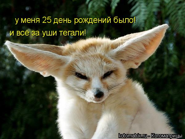 Котоматрица: у меня 25 день рождений было! и всё за уши тегали!