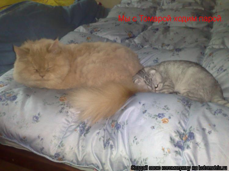 Котоматрица: Мы с Томарой ходим парой.