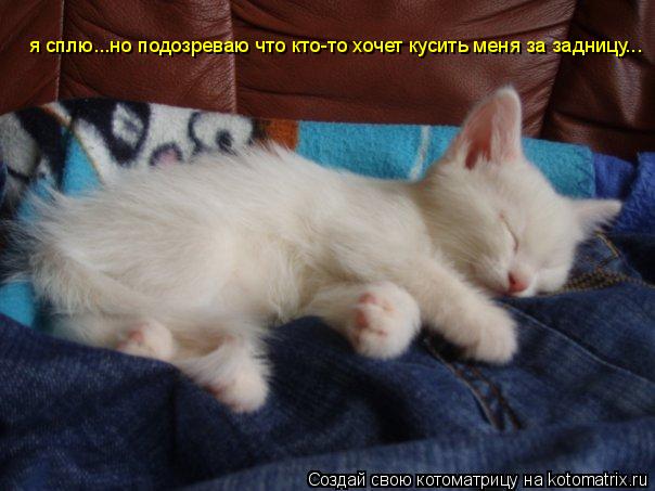 Котоматрица: я сплю...но подозреваю что кто-то хочет кусить меня за задницу...