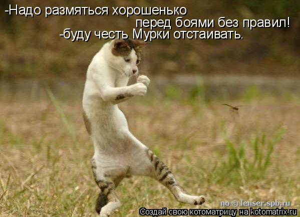 Котоматрица: -Надо размяться хорошенько перед боями без правил! -буду честь Мурки отстаивать.