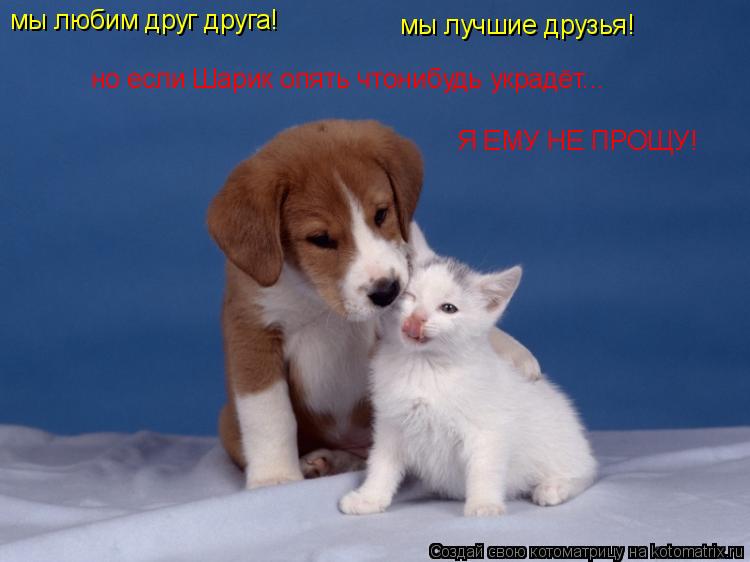 Котоматрица: мы любим друг друга! мы лучшие друзья! но если Шарик опять чтонибудь украдёт... Я ЕМУ НЕ ПРОЩУ!