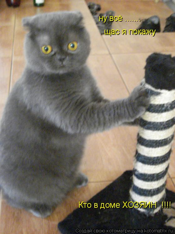 Котоматрица: ну всё ....... щас я покажу  Кто в доме ХОЗЯИН  !!!!