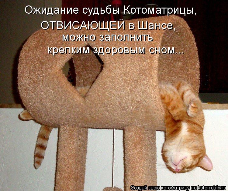 Котоматрица: Ожидание судьбы Котоматрицы, ОТВИСАЮЩЕЙ в Шансе, можно заполнить крепким здоровым сном...