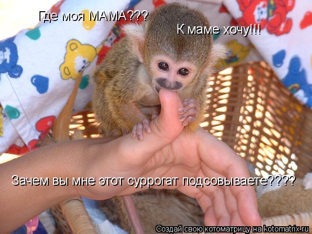 Котоматрица: Где моя МАМА??? К маме хочу!!! Зачем вы мне этот суррогат подсовываете????