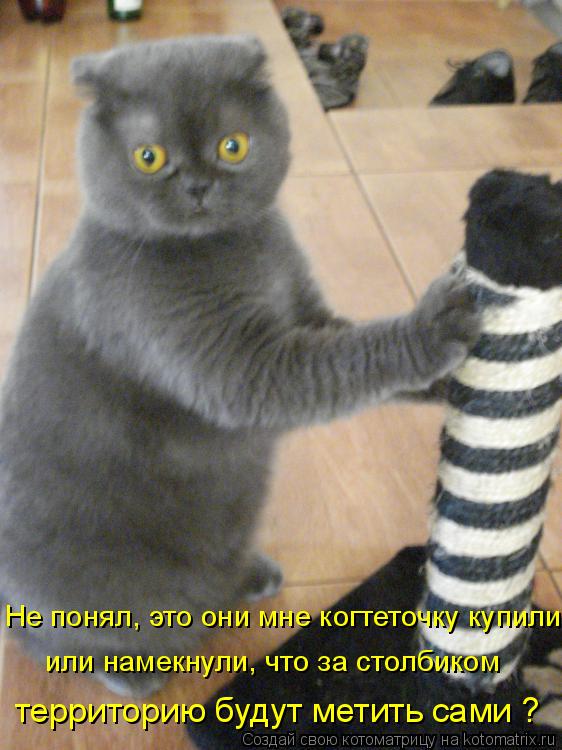 Котоматрица: территорию будут метить сами ? Не понял, это они мне когтеточку купили или намекнули, что за столбиком