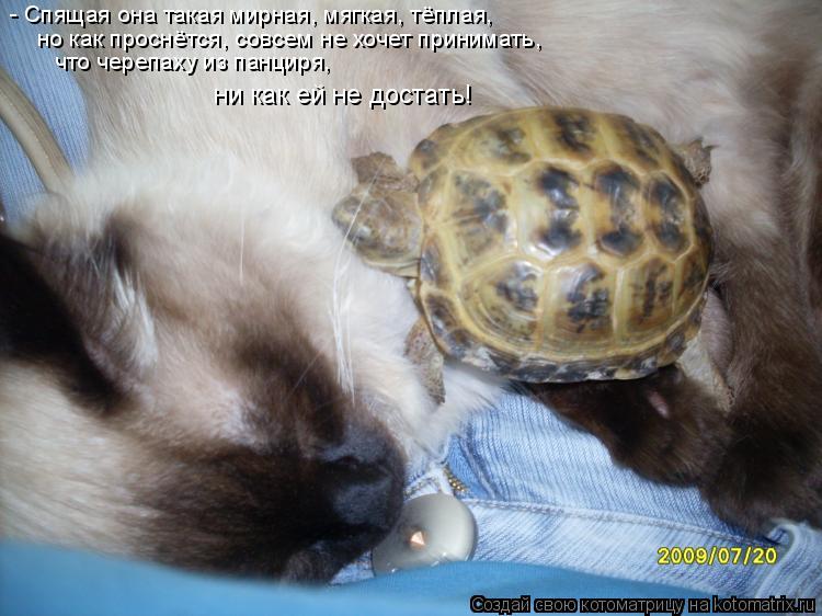 Котоматрица: - Спящая она такая мирная, мягкая, тёплая,  но как проснётся, совсем не хочет принимать, что черепаху из панциря,  ни как ей не достать!