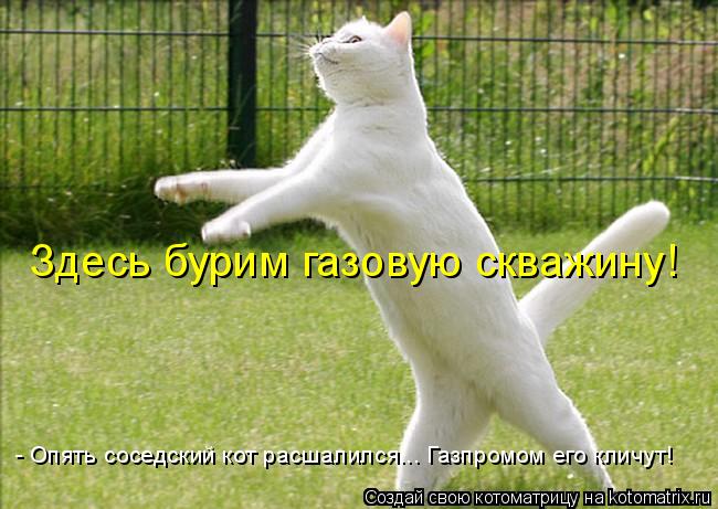 Котоматрица: Здесь бурим газовую скважину! - Опять соседский кот расшалился... Газпромом его кличут!