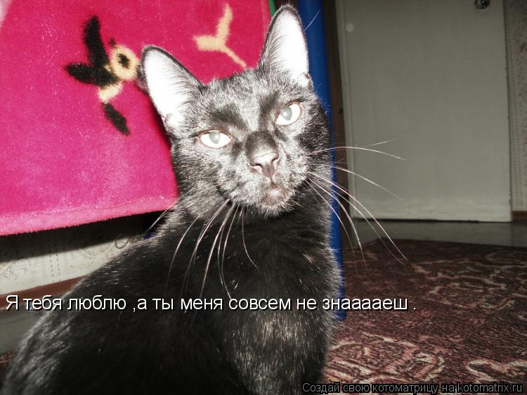 Котоматрица: Я тебя люблю ,а ты меня совсем не знааааеш .