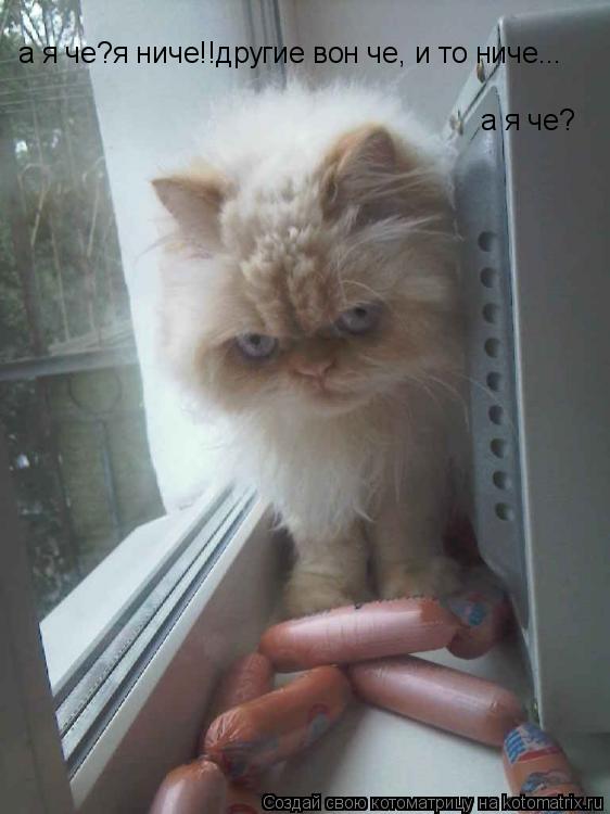 Котоматрица: а я че?я ниче!!другие вон че, и то ниче... а я че?