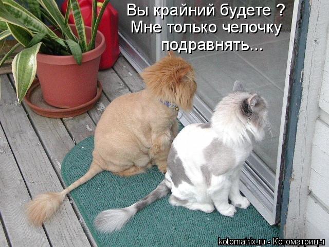 Котоматрица: Вы крайний будете ? Мне только челочку  подравнять...