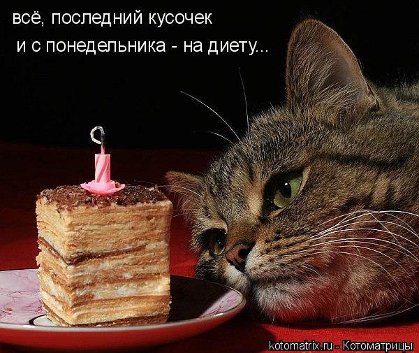 Котоматрица: всё, последний кусочек и с понедельника - на диету...
