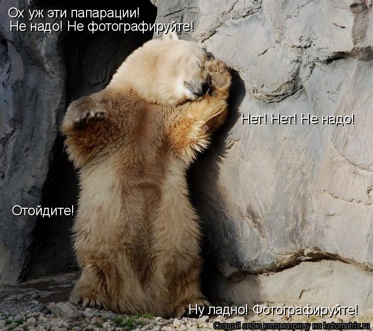 Котоматрица: Ох уж эти папарации! Не надо! Не фотографируйте! Ну ладно! Фотографируйте! Нет! Нет! Не надо! Отойдите!