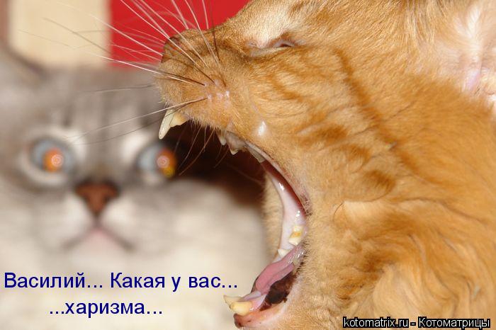 Котоматрица: Василий... Какая у вас... ...харизма...