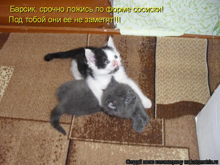 Котоматрица: Барсик, срочно ложись по форме сосиски!  Под тобой они ее не заметят!!!