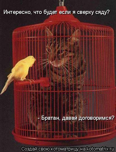 Котоматрица: Интересно, что будет если я сверху сяду? - Братан, давай договоримся?