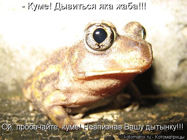 - Куме! Дывиться яка жаба!!! Ой, пробачайте, куме! Невпизнав Вашу дытынку!!!... Котоматрица: - Куме! Дывиться яка жаба!!! Ой, пробачайте, куме! Невпизнав Вашу дытынку!!!