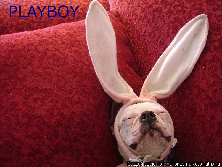 Котоматрица: PLAYBOY