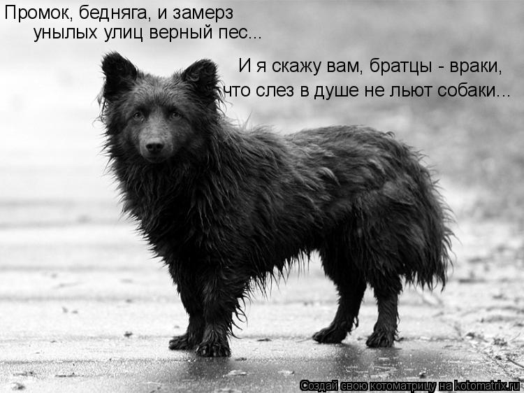 Котоматрица: Промок, бедняга, и замерз унылых улиц верный пес... И я скажу вам, братцы - враки, что слез в душе не льют собаки...