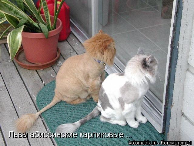 Котоматрица: Львы абиссинские карликовые....