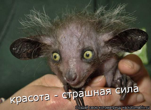 Котоматрица: красота - страшная сила
