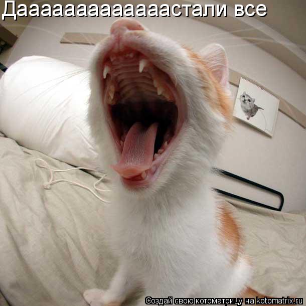 Котоматрица: Дааааааааааааастали все