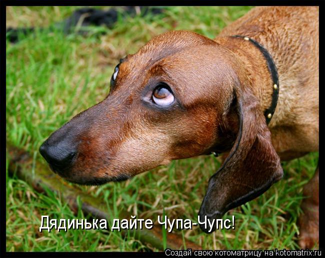 Котоматрица: Дядинька дайте Чупа-Чупс!