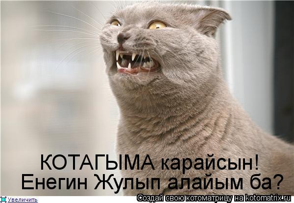 Котоматрица: КОТАГЫМА карайсын! Енегин Жулып алайым ба?
