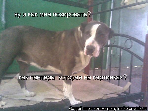 Котоматрица: ну и как мне позировать? как пантера  которая на картинках?