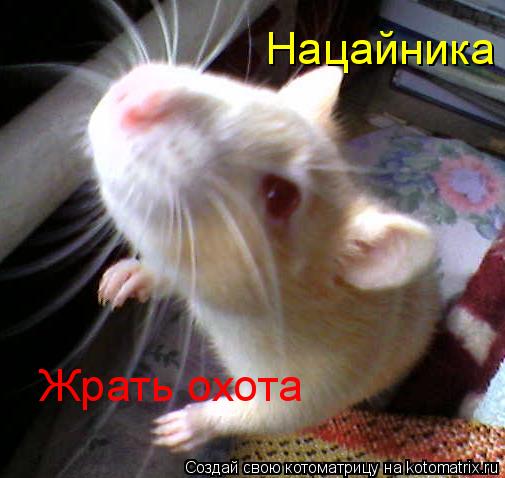 Котоматрица: Нацайника Жрать охота