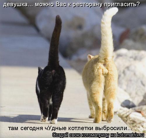 Котоматрица: девушка... можно Вас к ресторану пригласить? там сегодня чУдные котлетки выбросили...