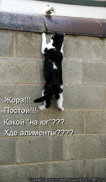 Котоматрица: Жора!!! Постой!!! Какой "на юг"??? Хде алименты????