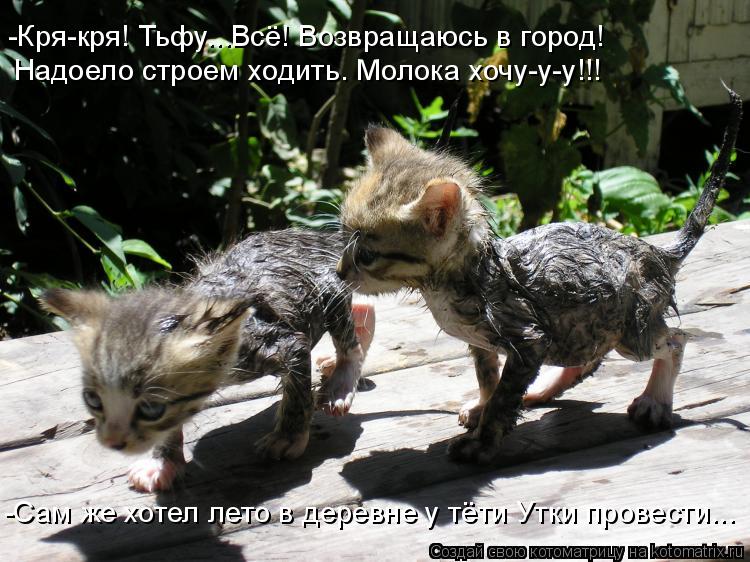 Котоматрица: -Кря-кря! Тьфу...Всё! Возвращаюсь в город!  Надоело строем ходить. Молока хочу-у-у!!! -Сам же хотел лето в деревне у тёти Утки провести...