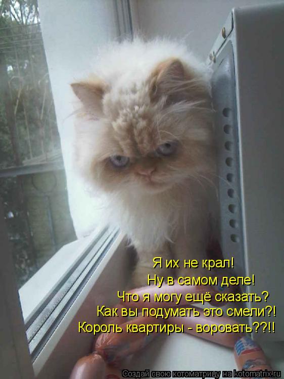 Котоматрица: Ну в самом деле! Я их не крал! Что я могу ещё сказать? Как вы подумать это смели?! Король квартиры - воровать??!!