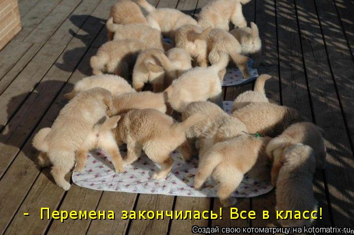 - Перемена закончилась! Все в класс!... Котоматрица: - Перемена закончилась! Все в класс!