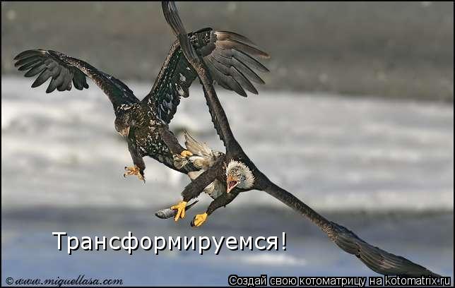 Трансформируемся!... Котоматрица: Трансформируемся!
