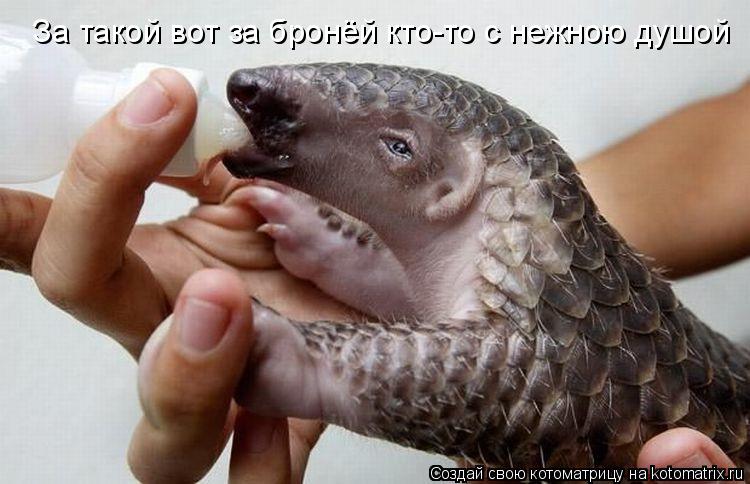 Котоматрица: За такой вот за бронёй кто-то с нежною душой