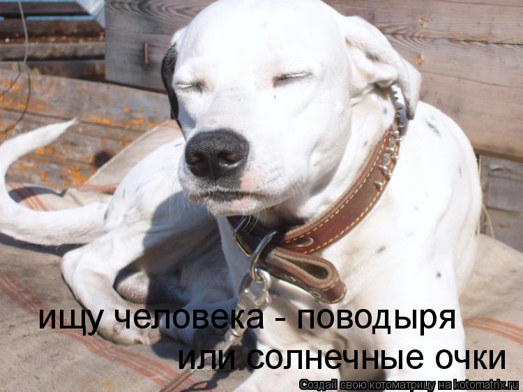 Котоматрица: ищу человека - поводыря или солнечные очки