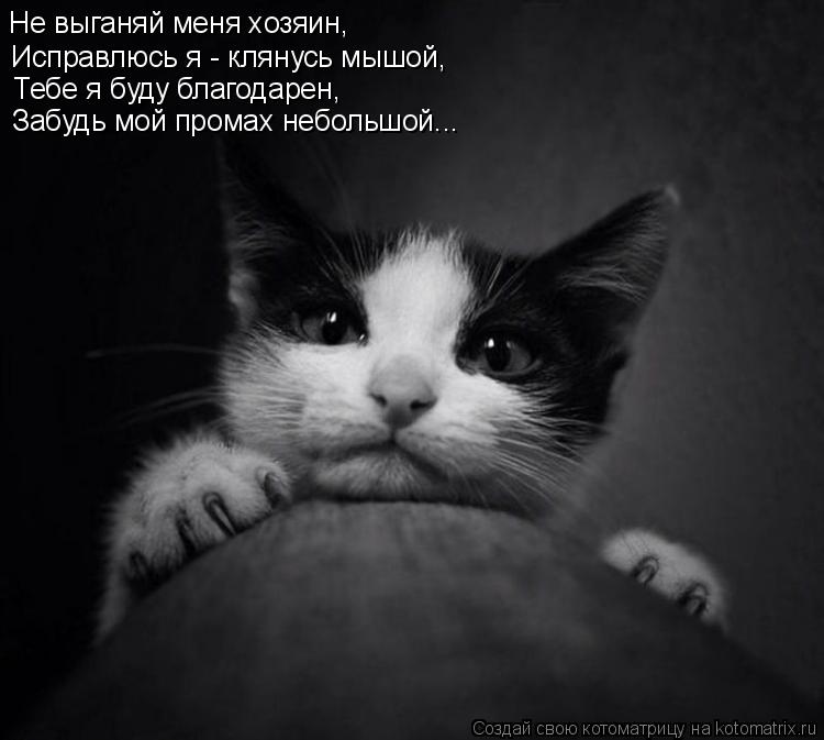 Котоматрица: Не выганяй меня хозяин, Исправлюсь я - клянусь мышой, Тебе я буду благодарен, Забудь мой промах небольшой...