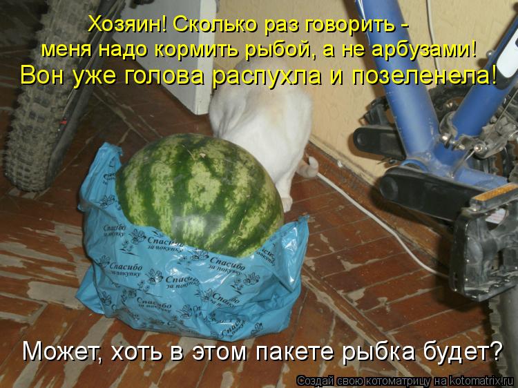 Котоматрица: Хозяин! Сколько раз говорить - меня надо кормить рыбой, а не арбузами! Вон уже голова распухла и позеленела! Может, хоть в этом пакете рыбка б