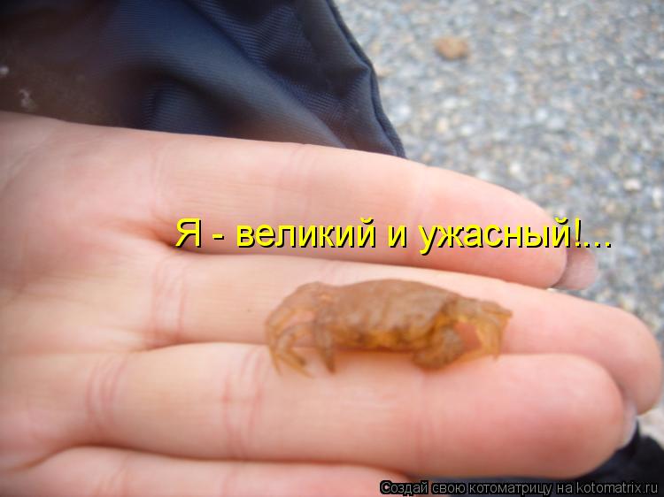 Котоматрица: Я - великий и ужасный!...