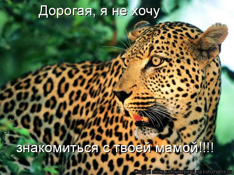 Котоматрица: Дорогая, я не хочу  знакомиться с твоей мамой!!!!