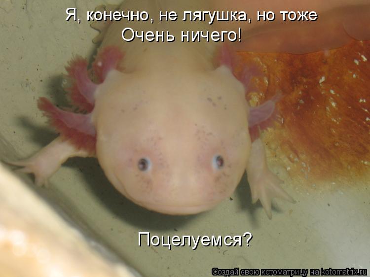 Котоматрица: Я, конечно, не лягушка, но тоже  Очень ничего! Поцелуемся?