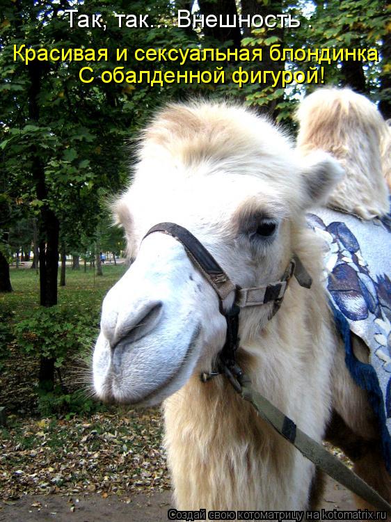 Котоматрица: Так, так... Внешность : Красивая и сексуальная блондинка С обалденной фигурой!