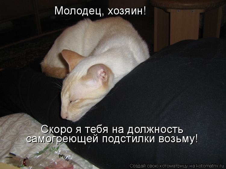 Котоматрица: Молодец, хозяин! Скоро я тебя на должность самогреющей подстилки возьму!